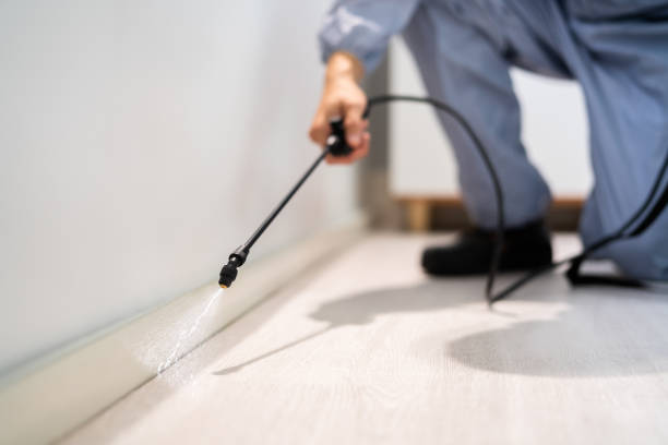 Licensed Wasp Removal service in Hampshire, IL - Show Me Pest Control